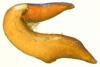 Otiorhynchus sp.